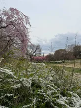 🌟 イベント第25弾·🌸 AIが筆を取ると、桜が新たな花咲く方法を得る の投稿作品