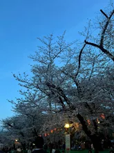 宵桜の賑わい