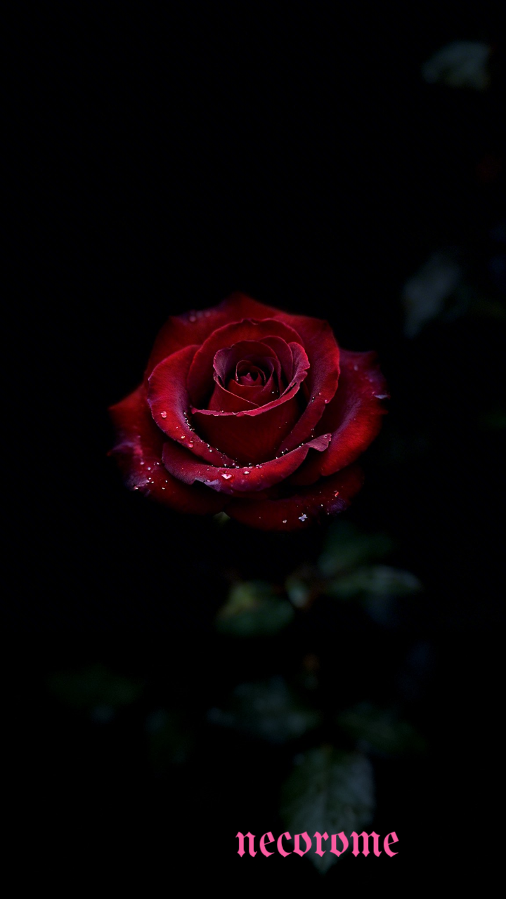 🌹闇に咲く薔薇