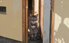 ご飯はまだでしょうか？