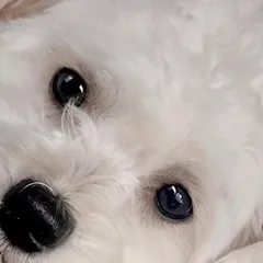 Momo