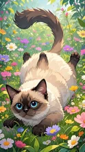 ヘソ天、シャム猫