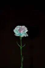 夜に輝く一輪の花