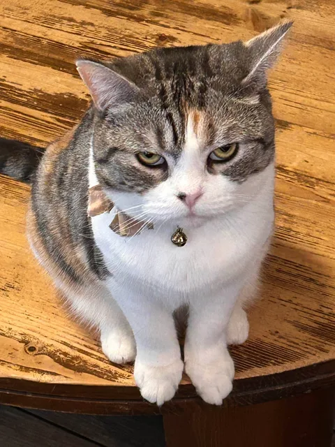 ぶて猫ちゃん