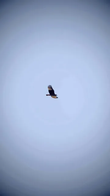 風鈴を生成して