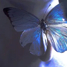 butterfly — Ga_zzzさんのAIイラスト