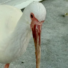 やすこ