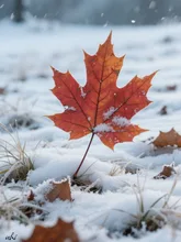 残る紅に、初雪