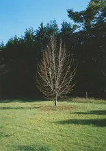 TREE — 冷木直さんのAIイラスト