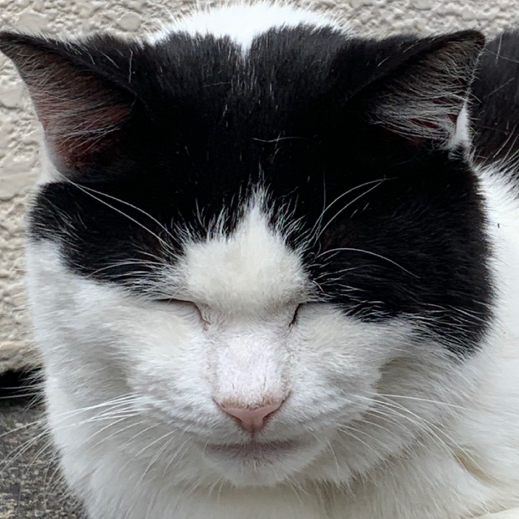 マシロ