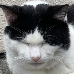 マシロ