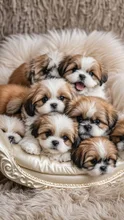 ふわふわなベッドにふわふわなシーズーA fluffy Shih Tzu on a fluffy bed