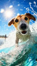 Surf Dog — nagahara.shinichiさんのAIイラスト
