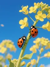 てんとう虫🐞