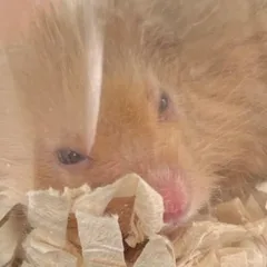スキはむこちゃんスキ