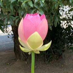 アジ