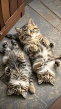 ヘソ天 子猫 なんかヘン