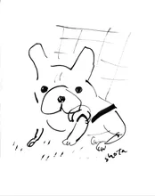 french bulldog