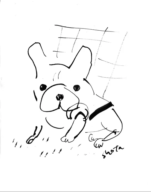 french bulldog