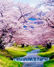 観音寺のサクラ