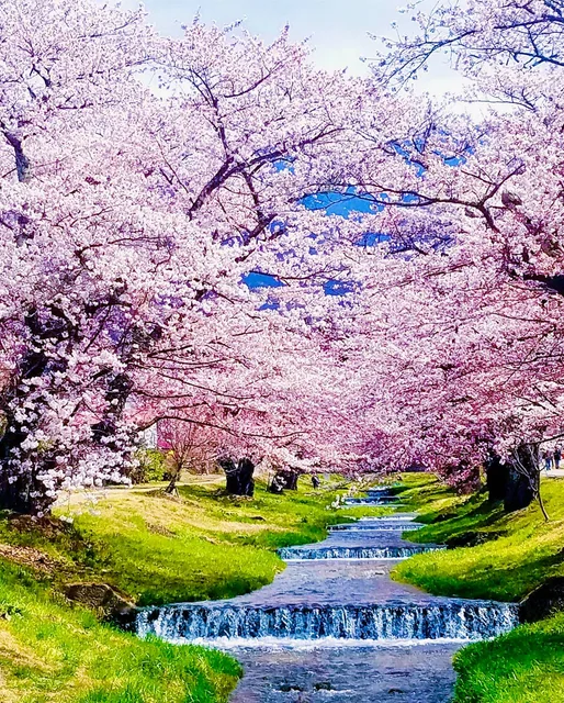 観音寺のサクラ