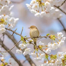 桜の園