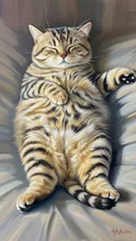 ヘソ天、スコティッシュフォールド、猫