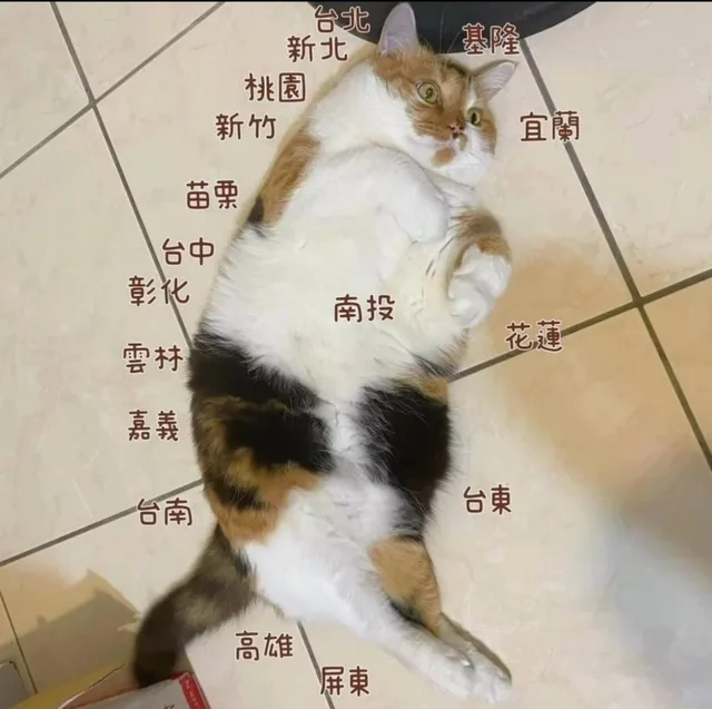 ニャンコマップ 台湾