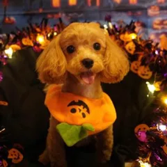 よしくん