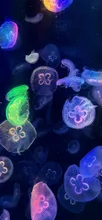 Jellyfish