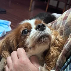 目の下の熊