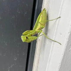 カロテン