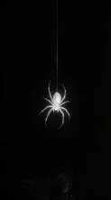 thread🕸️