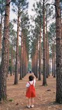 Landscape Short Tree Top Touch Child Forest