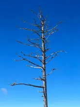 TREE — 冷木直さんのAIイラスト