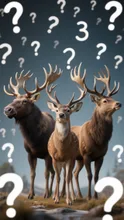 Can you guess which animal is the theme?