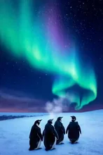 オーロラ,ペンギン