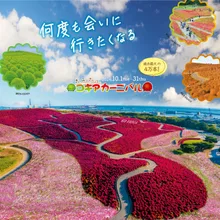 国営ひたち海浜公園 コキアカーニバル 2026