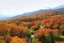 栂池自然園の紅葉 2026