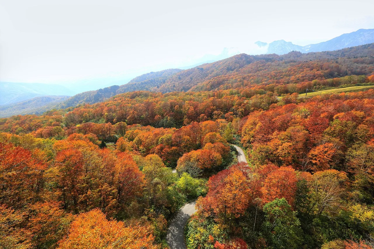栂池自然園の紅葉 2026