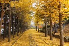 西岡公園の紅葉 2026
