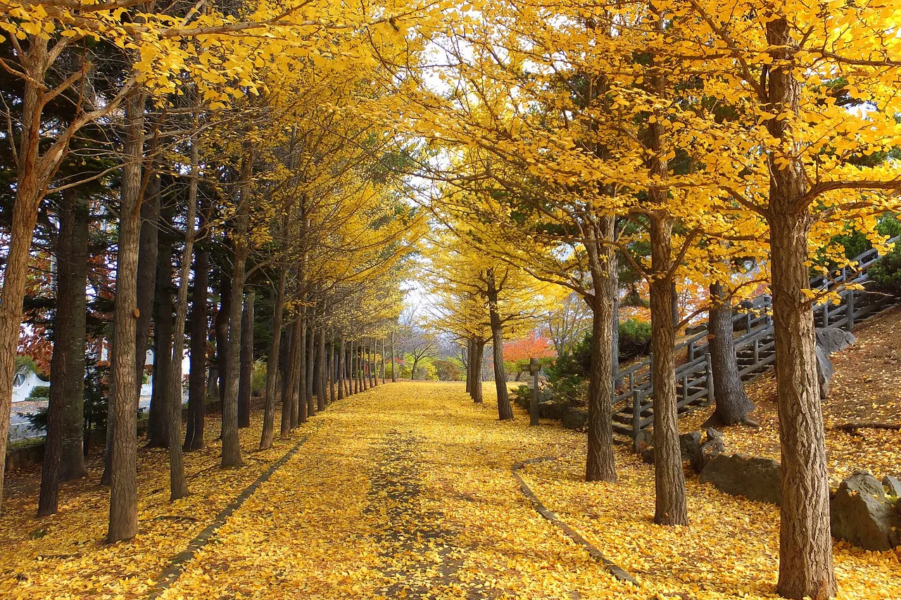 西岡公園の紅葉 2026