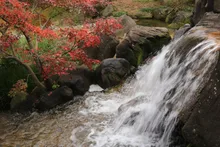 府中の森公園の紅葉 2026