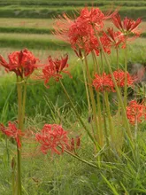 犬鳴川河川公園の彼岸花