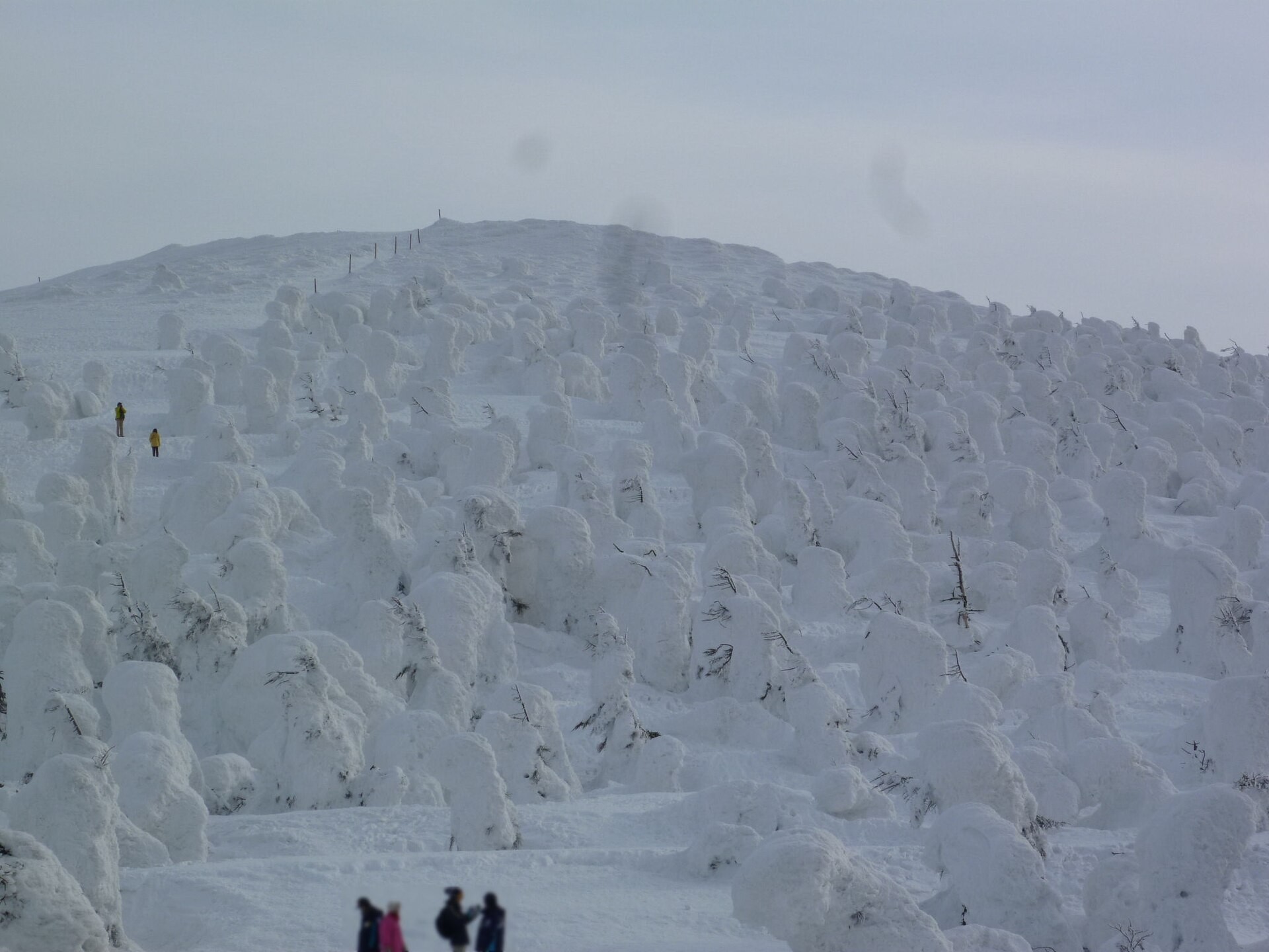蔵王の樹氷ライトアップ