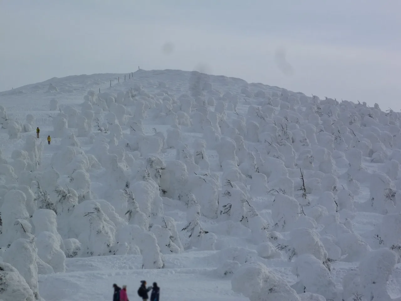 蔵王の樹氷ライトアップ