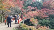 大聖院 紅もみじライトアップ2026