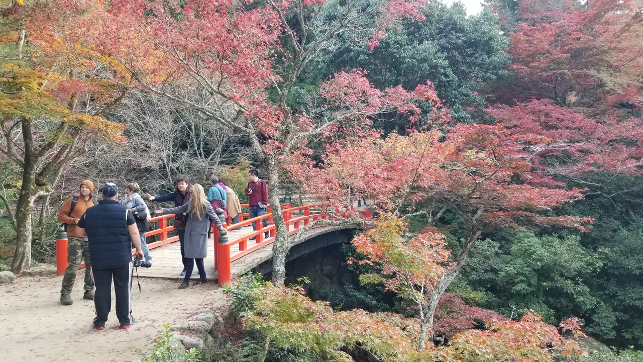大聖院 紅もみじライトアップ2026