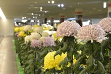 さっぽろ菊まつり2026