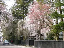 角館の桜まつり2027
